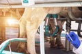 Biologist holds a syringe against the background of milking cows milk, the concept of nitrates and antibiotics in cow`s milk