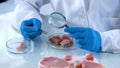 Biologist looking at meat sample through magnifying glass, food certification