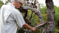 Biologist out in the savannas of Brazil, inspecting dead trees