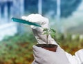 Biologist pouring chemicals in pot with sprout Royalty Free Stock Photo