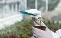 Biologist pouring chemicals in pot with sprout Royalty Free Stock Photo