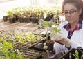 Biologist pouring chemicals in pot with sprout Royalty Free Stock Photo