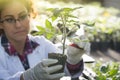 Biologist pouring chemicals in pot with sprout Royalty Free Stock Photo