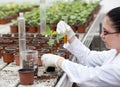 Biologist pouring liquid into flower pot with sprout Royalty Free Stock Photo