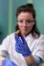 Biologist researcher holding organic strawberry analyzing after injected with pesticides liquid Royalty Free Stock Photo