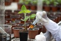 Biologist testing growth of sprout
