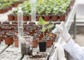 Biologist testing growth of sprout