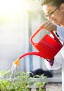 Biologist watering seedlings in greenhouse