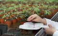 Biologist working with chemicals and sprouts in greenhouse Royalty Free Stock Photo