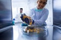 Biologist working with corn grains in laboratory Royalty Free Stock Photo