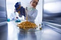 Biologist working with corn grains in laboratory Royalty Free Stock Photo