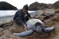 Biologist working with Pacific Green sea turtle