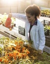 Biologist working with seedlings in greenhouse