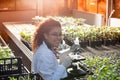 Biologist working with seedlings and microscope in greenhouse Royalty Free Stock Photo