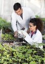 Biologists with seedlings in greenhouse Royalty Free Stock Photo