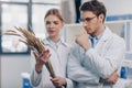 Biologists with wheat ears in laboratory