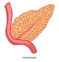 Pancreas organ of human body, biology and anatomy