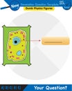 Biology, Education Chart of Biology for Animal and Plant Cell Diagram, next generation question template Royalty Free Stock Photo