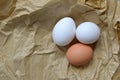 Biology eggs Royalty Free Stock Photo