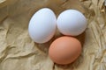 Biology eggs Royalty Free Stock Photo