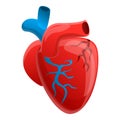 Biology human heart icon, cartoon style