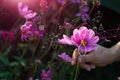 Biology laboratory nature and science, Hand man touch of nature, Flower and plants with biochemistry structure on pink background Royalty Free Stock Photo