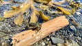 Biology lesson educational accomplice life of crabs small crab builds its shelter burrows into the stones like a Royalty Free Stock Photo