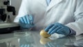 Biology researcher holding syringe for injecting preservatives in potato, gmo Royalty Free Stock Photo