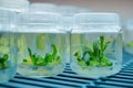 Biology science for plant regeneration. In vitro plant growth under controlled Royalty Free Stock Photo