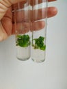 Biology science for plant regeneration Royalty Free Stock Photo