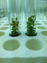 Biology science for plant regeneration. In vitro plant growth under controlled and sterile conditions. Royalty Free Stock Photo