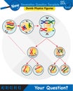 Biology, stages of mitosis and meiosis, next generation question template