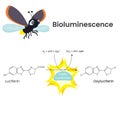Bioluminescence Chemical Reaction scientific illustration vector diagram Royalty Free Stock Photo