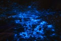 Bioluminescence sea sparkle in ocean tide Royalty Free Stock Photo