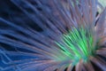 Bioluminescent Anemone Royalty Free Stock Photo