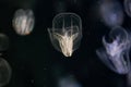 Bioluminescent jellyfish in an aquarium