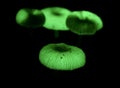 Bioluminescent mushrooms in an Australian rainforest Royalty Free Stock Photo