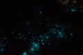 Bioluminiscent Glow Worms shining in Waipu Caves, Northland, North Island, New Zealand Royalty Free Stock Photo