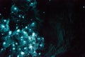 Bioluminiscent Glow Worms shining in Waipu Caves, Northland, North Island, New Zealand