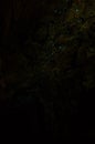 Bioluminiscent Glow Worms shining in Waipu Caves, Northland, North Island, New Zealand Royalty Free Stock Photo