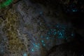 Bioluminiscent Glow Worms shining in Waipu Caves, Northland, North Island, New Zealand
