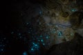 Bioluminiscent Glow Worms shining in Waipu Caves, Northland, North Island, New Zealand Royalty Free Stock Photo