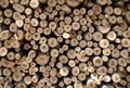 Biomass Royalty Free Stock Photo