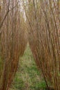 Biomass fast growing willow coppice trees in nottinghamshire - stock photo