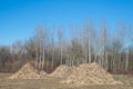 Biomass from lumber industry discards