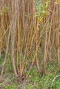 Biomass young coppice tree plantation growing - stock photo