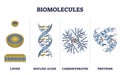 Biomolecules or biological molecules type collection in outline diagram