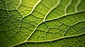 Biomorphic design tree leaf macro. Royalty Free Stock Photo