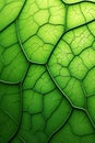 Biomorphic design tree leaf macro. Royalty Free Stock Photo