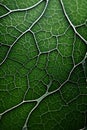 Biomorphic design tree leaf macro. Royalty Free Stock Photo